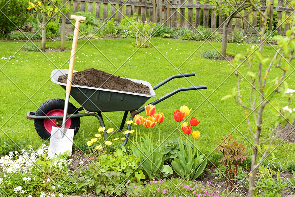 庭院植物养护——春季篇