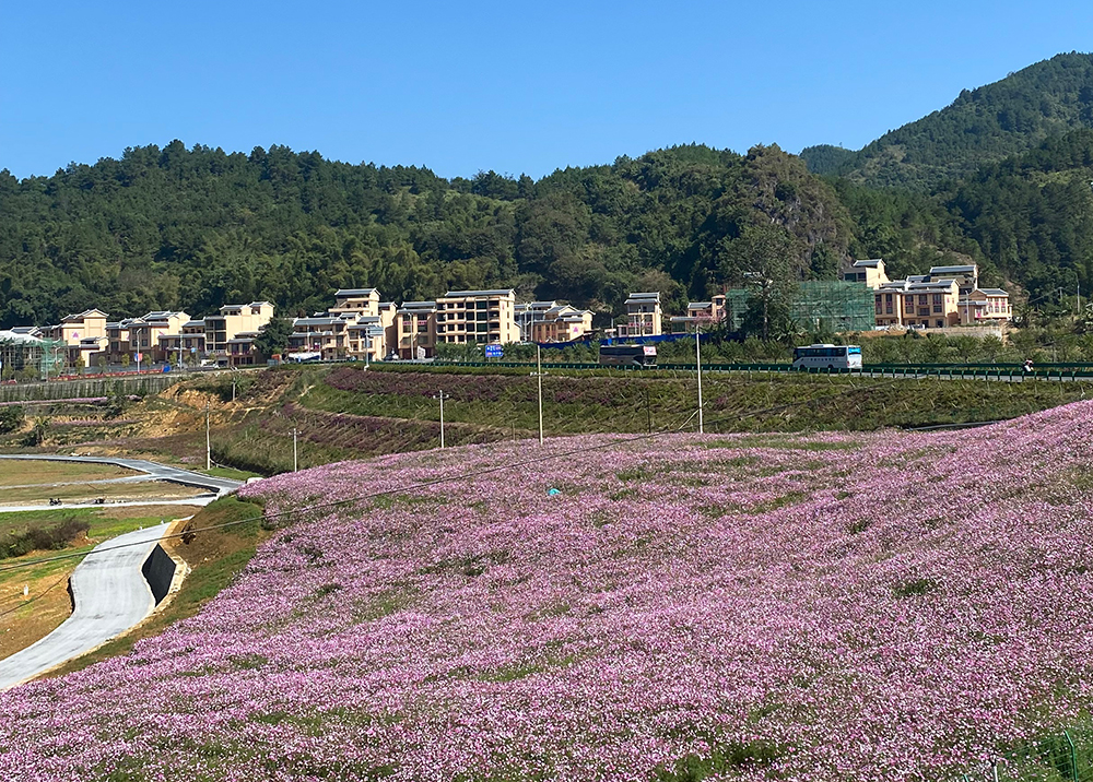 赐福田园综合体工程的彩化提升工程