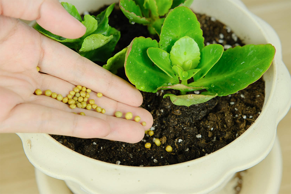 庭院植物养护——冬季篇